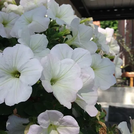 De L'arc En Ciel 3* Fauquembergues