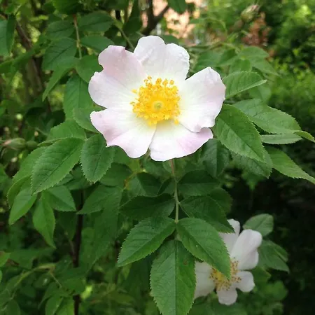 De L'arc En Ciel Bed & Breakfast